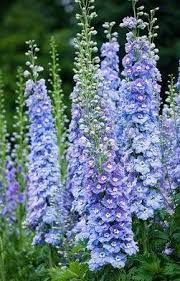 Brabourne Farm Love Delphiniums Beautiful Flowers Cottage Garden Plants Flower Garden
