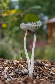 Image result for Coprinus lagopus