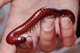 A centipede has a flat brownish body which is divided into multiple segments. Is It Millipedes Or Centipedes In Your Souderton Home