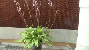 Image result for Stenoglottis
