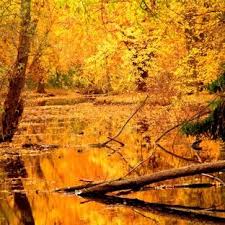 Landscape Autumn Leaves Tree Nature Wallpaper Sc Applewatch