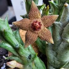 Image result for Orbea knobelii