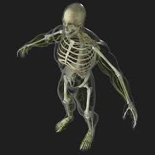 Human Central Nervous System With Skeleton 3d Model Central Nervous System 3d Model Character 3d Model