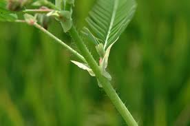 Image result for Aeschynomene leptophylla