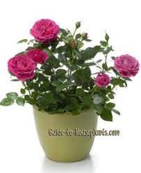 Do roses in a vase need sunlight? Guide For Growing Miniature Roses Indoors Miniature Rose Care Rose Plant Care Planting Roses Indoor Roses Plant