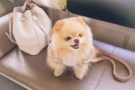 500 Pomeranian Pictures Hd Download Free Images On Unsplash