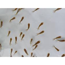 金魚)-伊勢オランダ 稚魚(2cm) 10匹セット : 水島らんちゅう販売ヤフー店 - 通販 - Yahoo!ショッピング