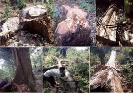 Image result for Hippocratea goetzei