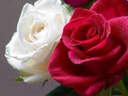 بوكيه باقة ورد جوري أحمر وابيض تغليف أبيض ليتل روز little rose for more information and source, see on this link : Ø£Ø¬Ù…Ù„ ØµÙˆØ± ÙˆØ±Ø¯ Ø·Ø¨ÙŠØ¹Ù‰ 2021 ØµÙˆØ± ÙˆØ±Ø¯ Ø·Ø¨ÙŠØ¹Ù‰ Ù„ÙˆÙ†Ù‡ Ø£Ø¨ÙŠØ¶ ÙˆØ£Ø­Ù…Ø± Ø£Ø±ÙˆØ¹ Ø§Ù„ÙˆØ±ÙˆØ¯ Ø§Ù„Ø·Ø¨ÙŠØ¹ÙŠØ© Ù…Ø±ÙŠÙ… 2