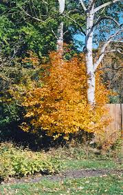 Image result for Amelanchier alnifolia