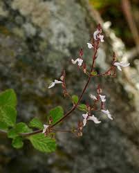 Image result for Aeollanthus rehmannii