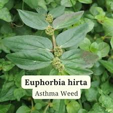 Image result for Euphorbia hirta