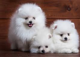 Teacup dog breeds price in india / teacup pomeranian cost of pomeranian dog in india. Teacup Dog Breeds List Teacup Dogs Puppies For Sale Price List