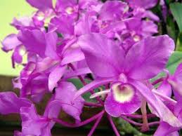 The afa tour to costa rica was my first through this agency and from the first day to the last, the trip was filled with opportunities to meet several wonderful and beautiful women. Guaria Morada National Flower Of Costa Rica Menafn Com