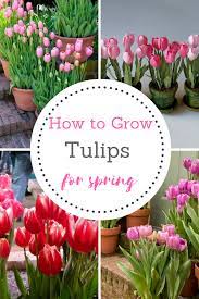 Best Of Home And Garden How To Grow Tulips In Pots For Spring Moody Mo Growing Tulips Easy Garden Plants