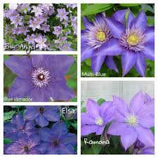 (12 cm), adorned with elegant magenta central stripes and ruffled edges. Blues Parade Clematis Mix Early Large Flowered Vine Now Shipping Caribbeangardenseed