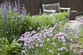 Check spelling or type a new query. Tips Information About Chives Gardening Know How