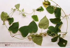 Image result for Marsdenia sylvestris