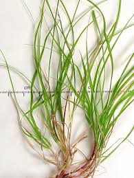 Image result for Carex angolensis