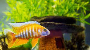 If cleaning an aquarium, simply fill the aquarium with the 10% bleach solution. How To Clean Fish Tank Accessories Aquarium Care Youtube