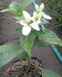 We respect your privacy and promise never to spam your inbox. Jual Bibit Bunga Nusa Indah 082332224620 Gudang Bibitku