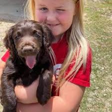 25 cute Boykin Spaniel puppies for sale in Macon, Georgia