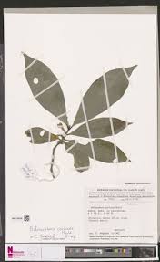 Image result for Belonophora