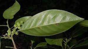 Image result for Peraceae