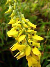 Image result for Crotalaria trichotoma