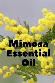 Mimosa Essential Oil Essential Oils Mimosa Oils