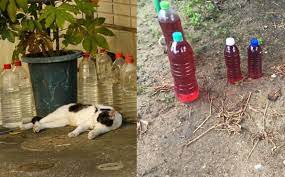 Cara elak kucing berak dalam pasu atau polibeg tanaman guna daun serai. Benarkah Kucing Takut Dengan Botol Air Sirap I Suke Mstar