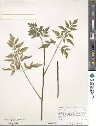 Image result for Oenanthe mildbraedii