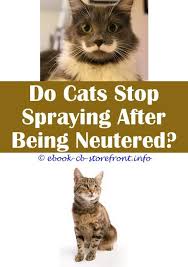 Avoid using cleaning products that contain. 19 Magnificent Cat Spray Deterrent Dogs Admirable