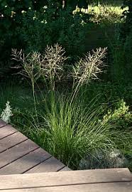 Image result for Sporobolus ioclados