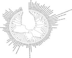 Image result for Rhytachne