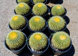 Come check out the vast variety of cactus and flowers we have for sale at the nursery. Desert Tree Plant Nursery Phoenix Desert Foothills Gardens Inc