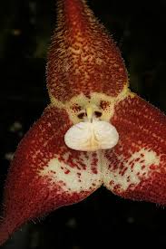 Dracula terborchii-1