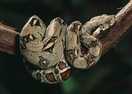 Boa Constrictor Boa Constrictor Pet Snake Snake Lovers
