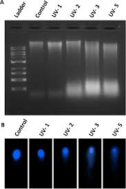 Planar, box, cylindrical, spherical and polar mapping. Exploring The Effect Of Uv C Radiation On Earthworm And Understanding Its Genomic Integrity In The Context Of H2ax Expression Scientific Reports