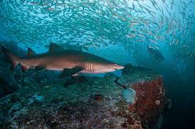 port stephens nsw fish pet animals open water