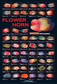 Flowerhorn Feeding Guide