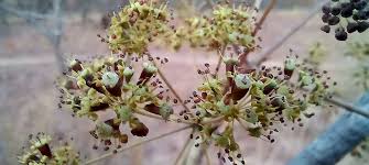 Image result for Steganotaenia araliacea