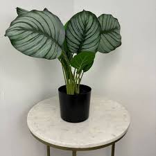 Image result for Marantaceae