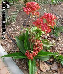 Image result for Kalanchoe crenata