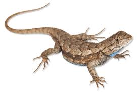 Image result for Scepocarpus