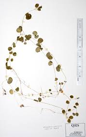 Image result for Drymaria cordata