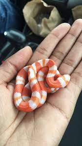 Her Milk Snake Pet Snake Baby Snakes