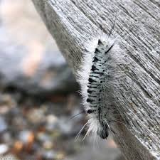 Check spelling or type a new query. Going Buggy Let S Talk About Tussock Moth Caterpillars The Gardener S Eden