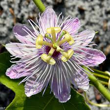 Image result for Passiflora foetida