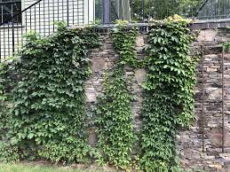 Image result for Parthenocissus quinquefolia